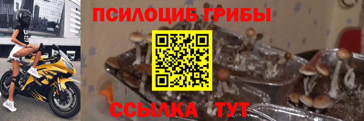 Псилоцибиновые грибы мухоморы Нижнеудинск